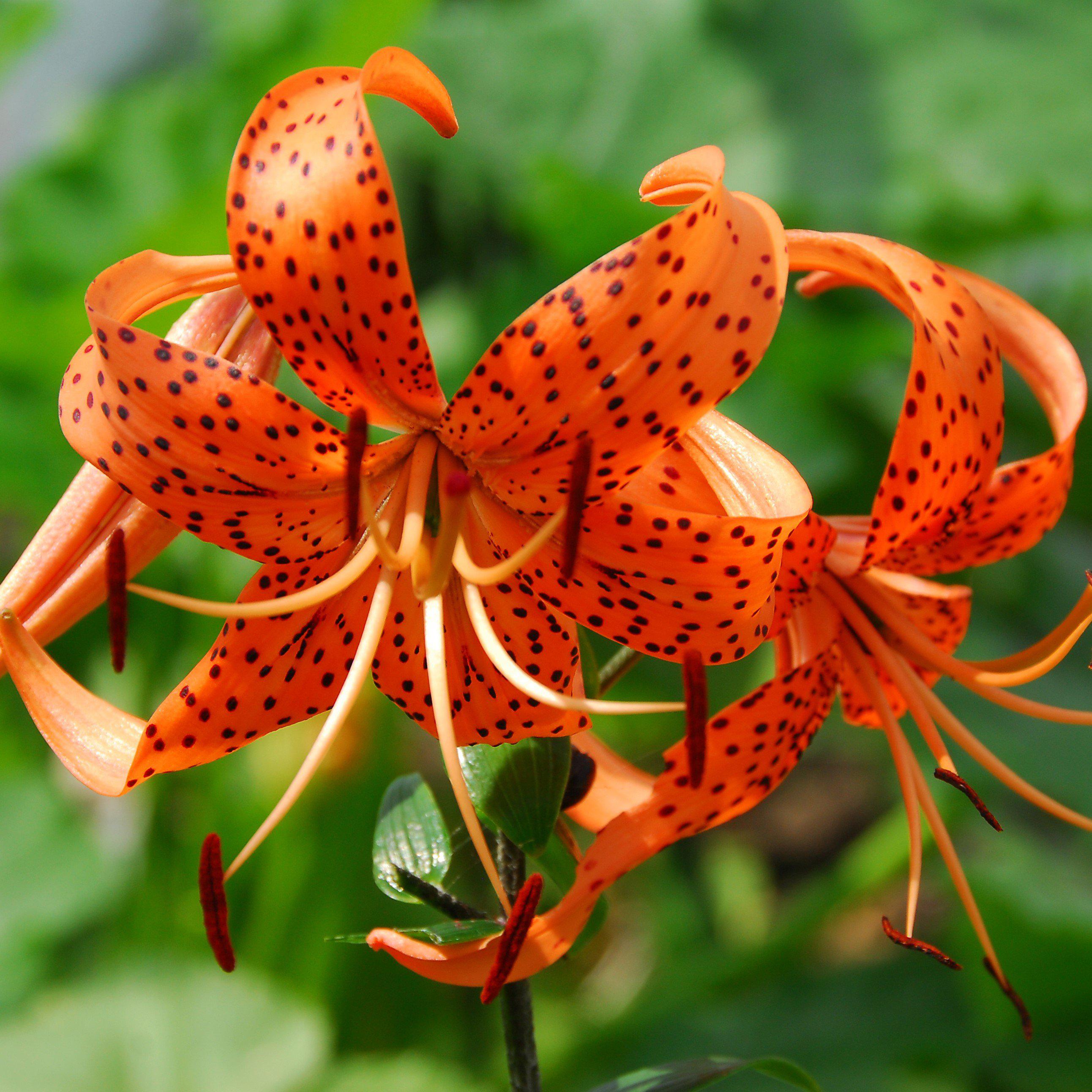 Orange Tiger Lily orange-tiger-lily