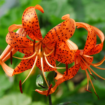 Bright Orange "Henryi" Tiger Lilies