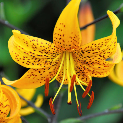 Electric Yellow "Leichtlinii" Tiger Lily