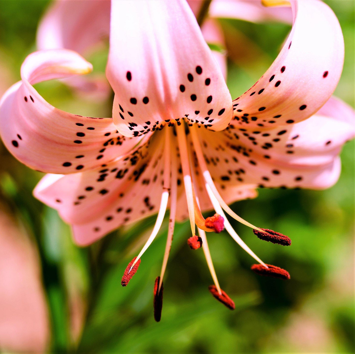 Precious Pink "Pink Flavour" Tiger Lily