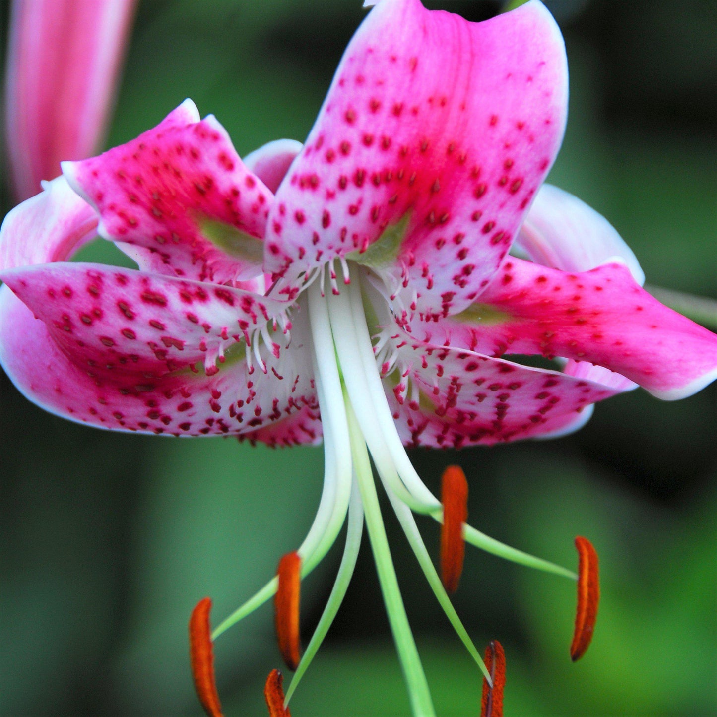 Bold Pink "Speciosum Uchida" Lily
