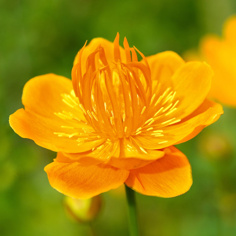 Trollius Chinensis - Golden Queen Flower