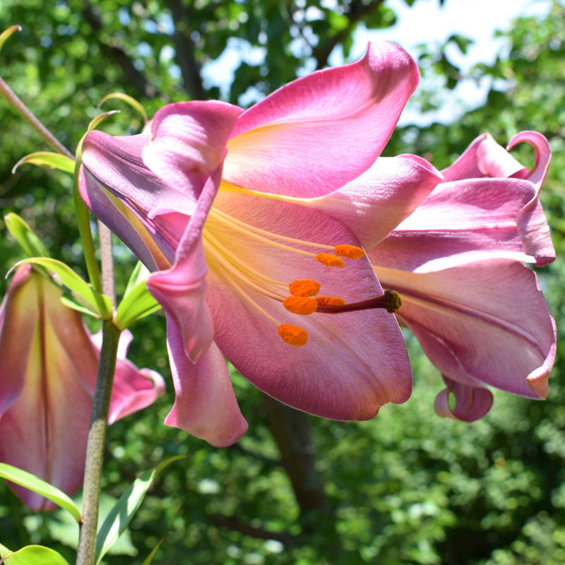 Pink Perfection Trumpet Lily