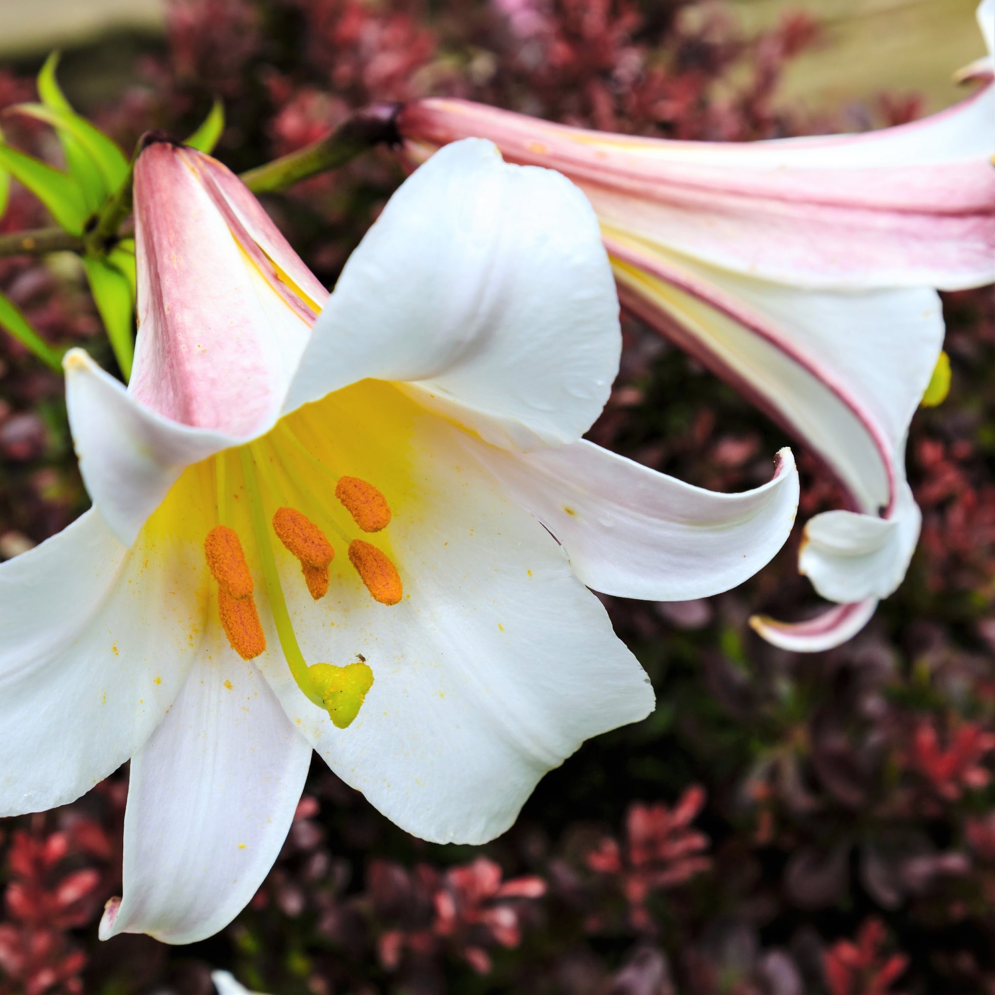 White, Yellow, and Purple "Regale" Trumpet Lily