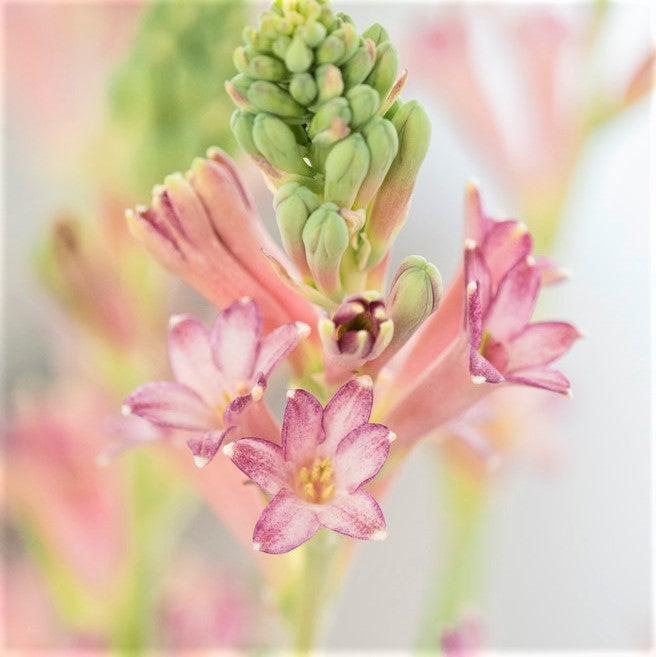 Cinderella Tuberose Flower close up