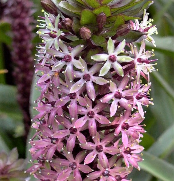 An Up-Close View of the Multitude of Blooms on the Stalk of a "Tugela Ruby" Pineapple Lily