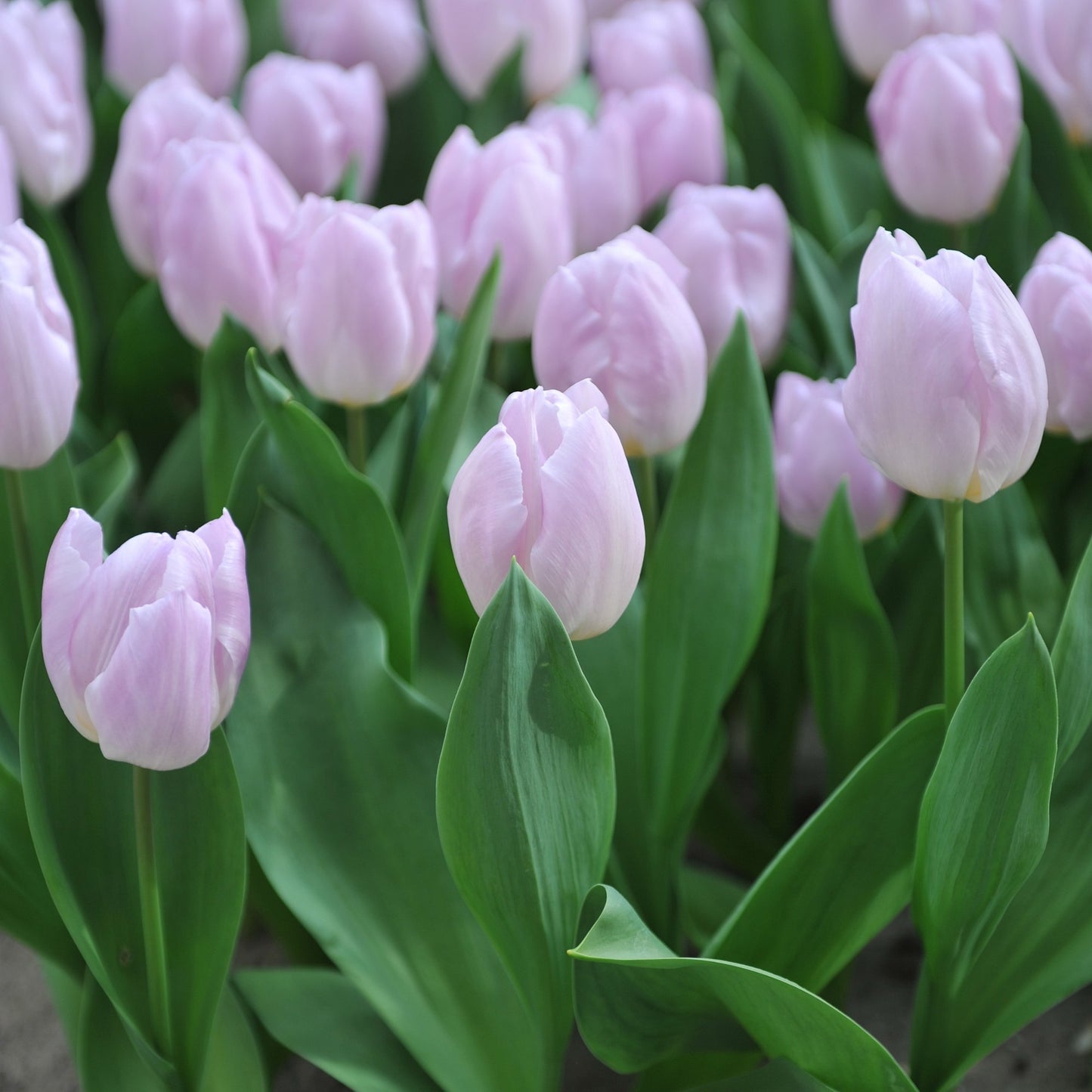 Soft Lavender blooms of Candy Prince