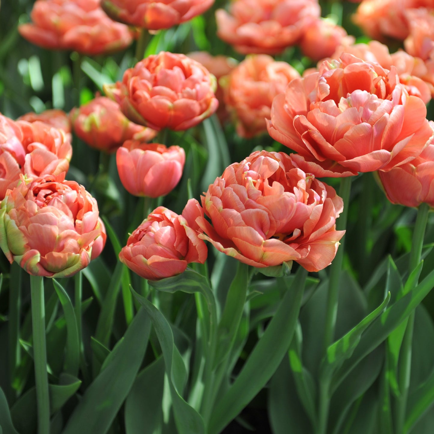 Copper, Pink, & Peach Flower of Tulip Copper Image