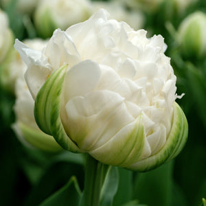 Full Crisp White Mount Tacoma Tulip