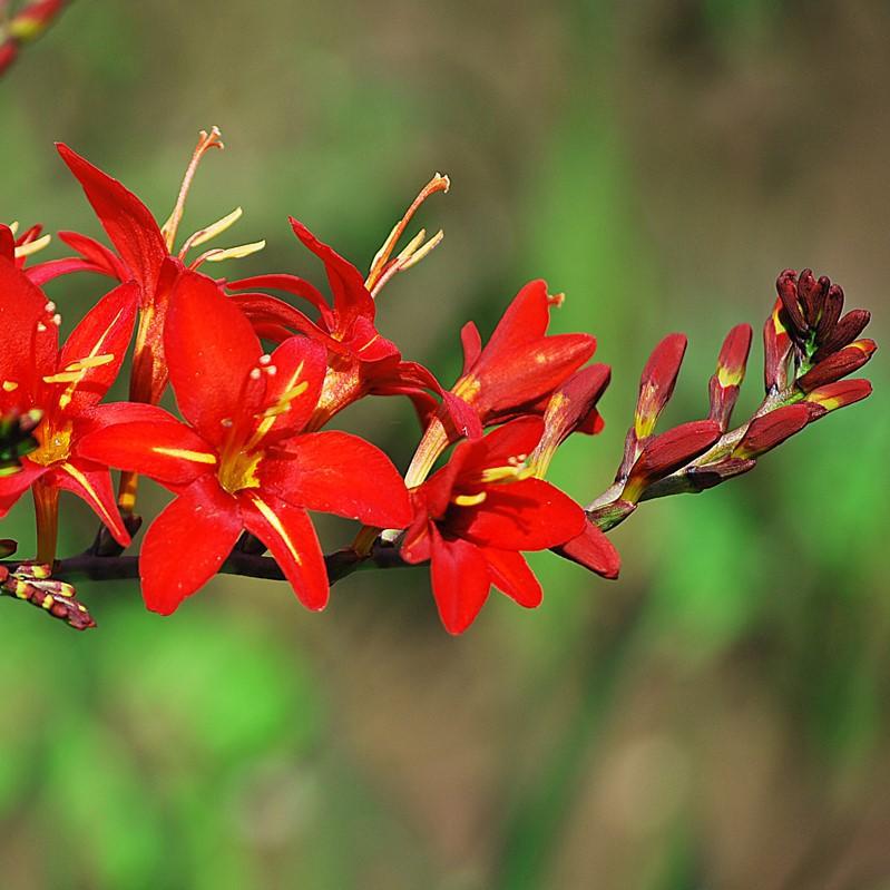 crocosmia vera cruz blooms