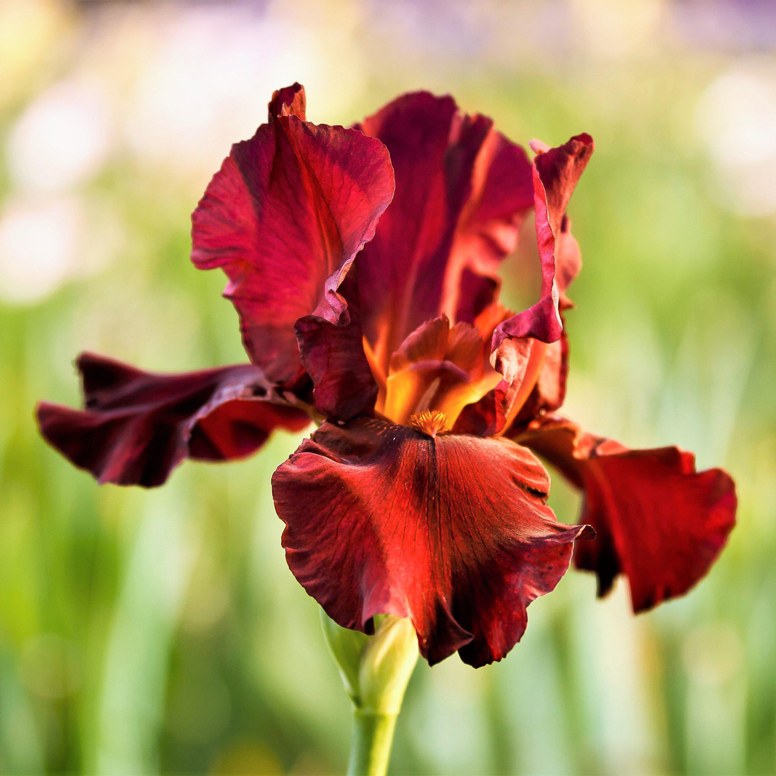 Red Reblooming Iris War Chief Rhizome for Sale – Easy To Grow Bulbs