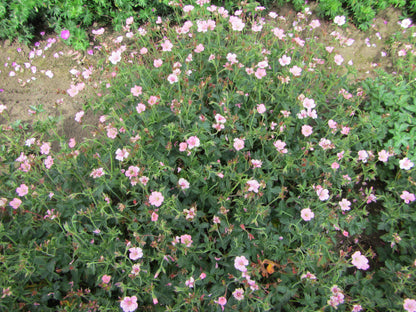 A Plethora of Pastel "Wargrave Pink" Geranium Blooms