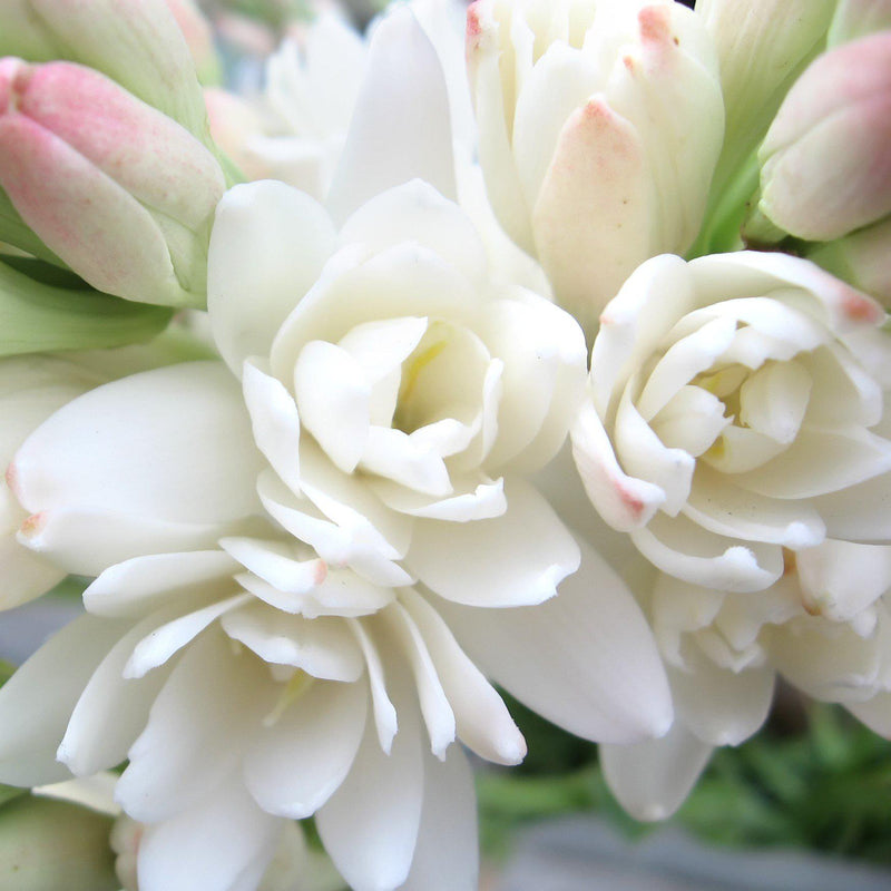 Close Up Blooming Double Flower Tuberose
