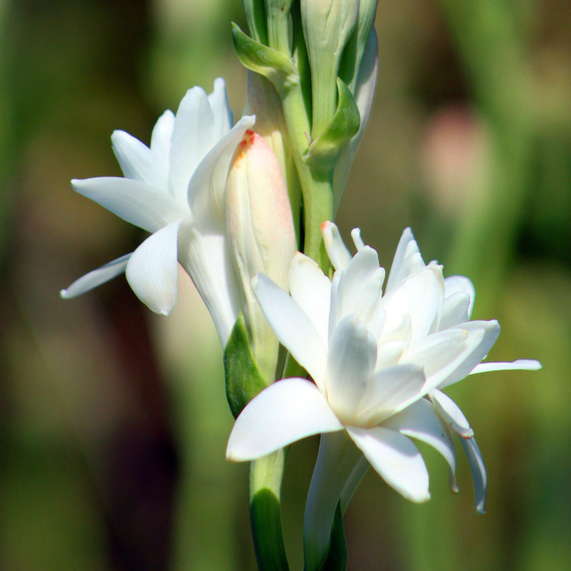 Blooming Tuberose Double White Pearl