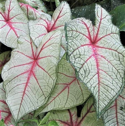 Caladium White Queen provides the eye-drawing power of white foliage and supplements that with rich, deep red veins