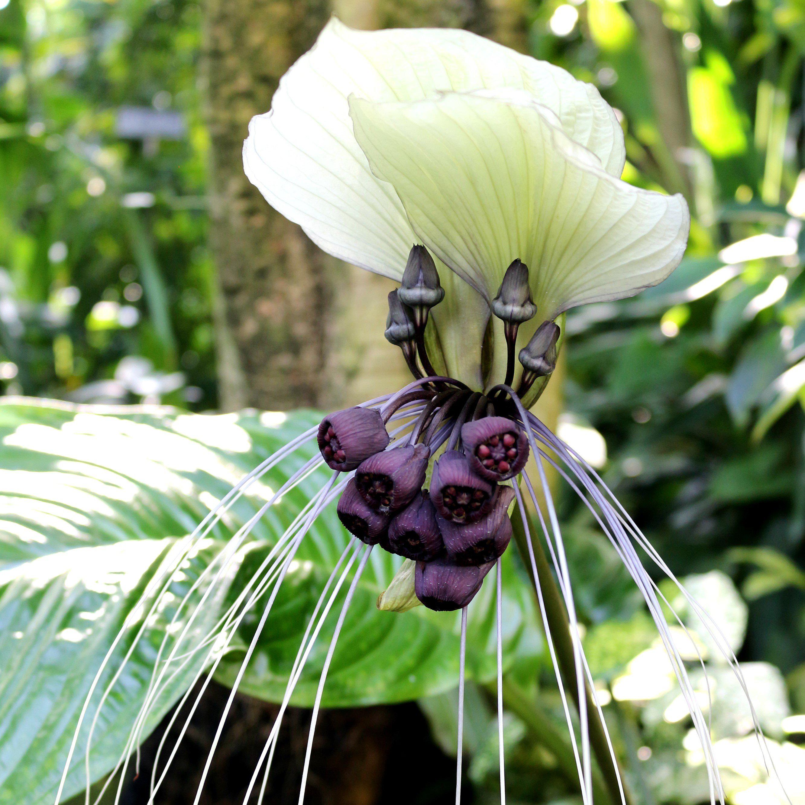 white bat flower seeds Gorgeous White Bat Flower Plant For Sale| Tacca Integrifolia