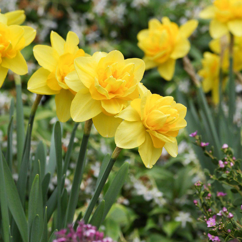 Sunny Narcissus Yellow Cheerfulness Blooms