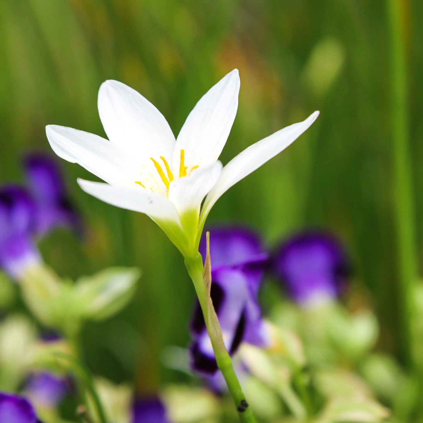 Bright White Rain Lily