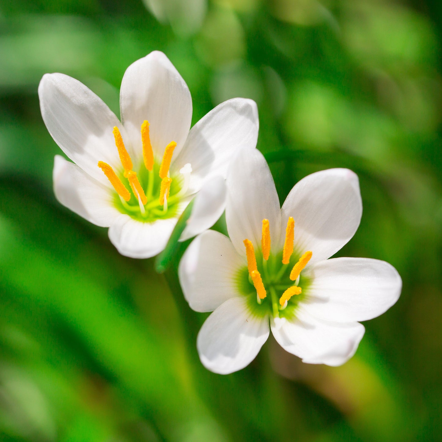 Small, Yet Exquisite White Rain Lilies
