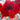 Amaryllis Ferrari Red Flower