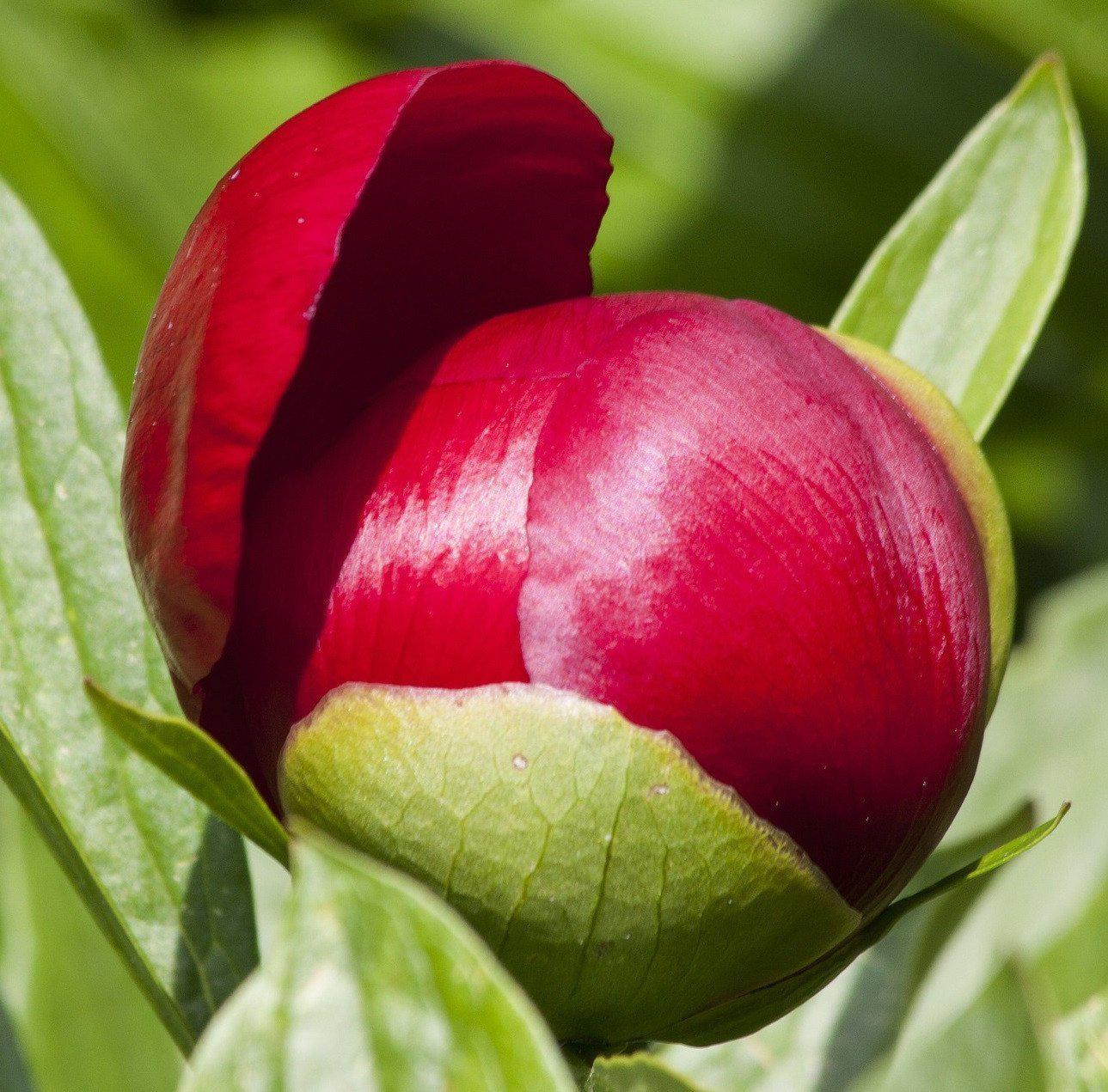 Bud of Royal Red Peony Benjamin Franklin