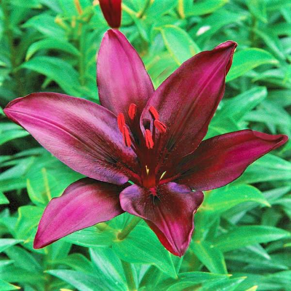 asiatic lily heat tolerance Lilium