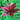 Lilium - Asiatic Lily Dark Secret
