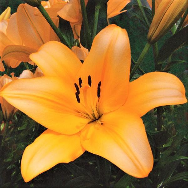 orange and yellow asiatic lily Easy to Grow Bulbs Lilium