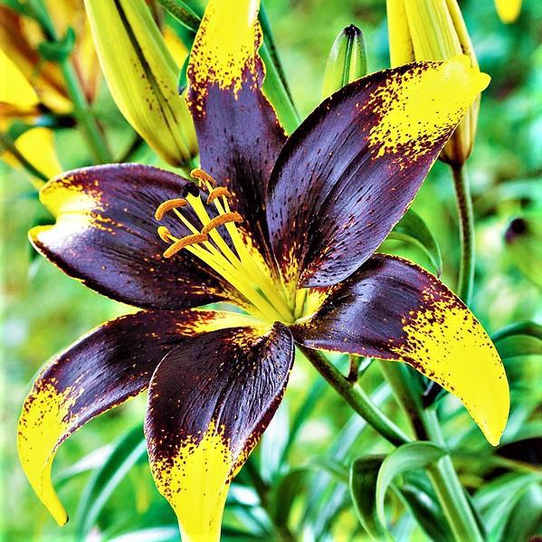 Lilium - Asiatic Tango Lily Lionheart