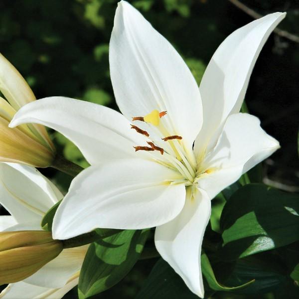 asiatic lily white Easy to Grow Bulbs Lilium