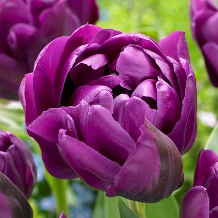 Double-Flowering Purple Tulip