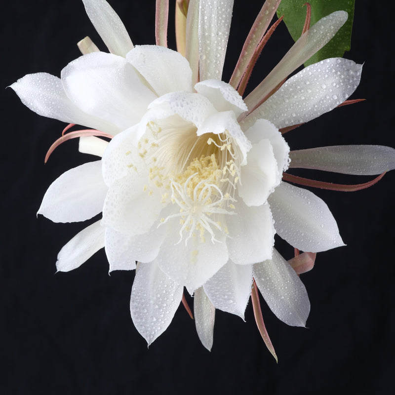 Bright White Queen Of The Night Bloom