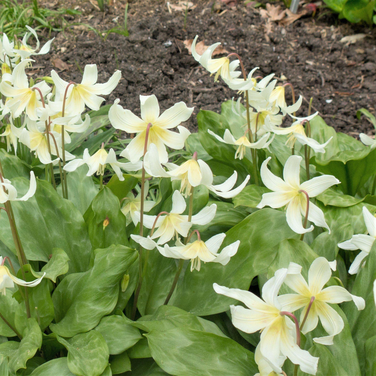 A Patch of "White Beauty" Erythronium Flowers