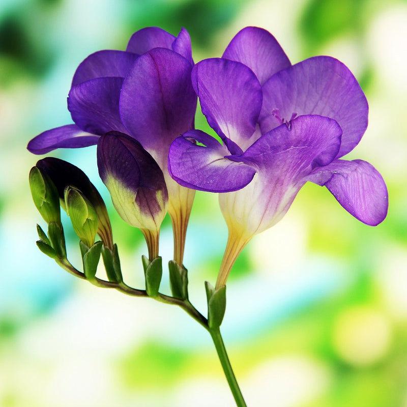 125 Things That Are Purple in Nature - Color Meanings