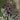 Fritillaria Persica Plum Bells 