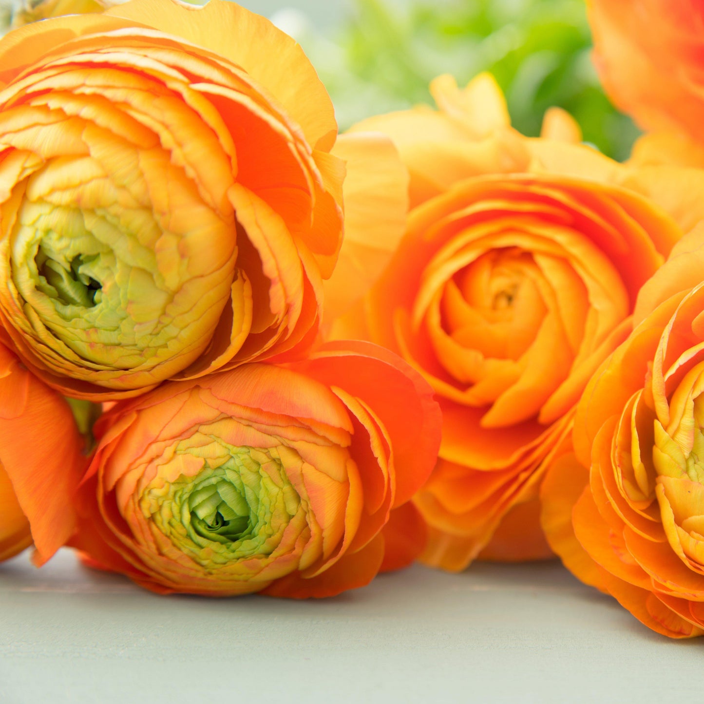 Orange Ranunculus Gold Flowers