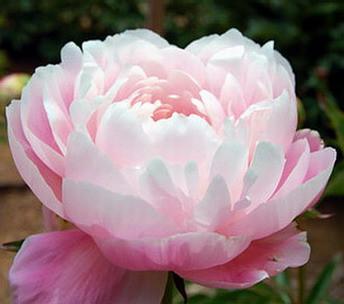 Light Pink Peony Flower