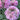 hermione pink italian ranunculus