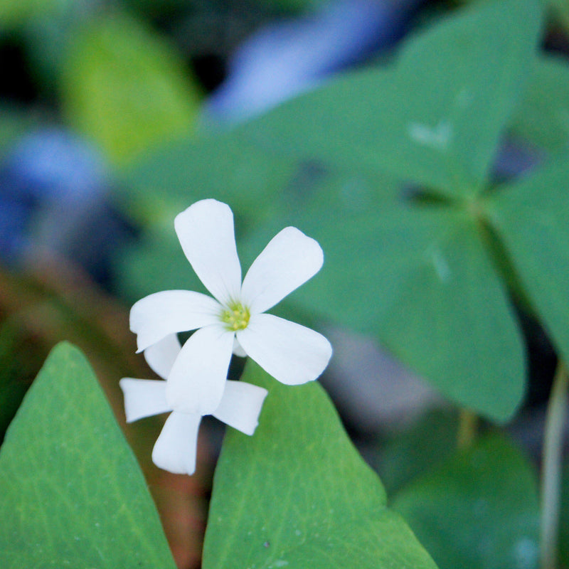 Close Up of Oxalis Regnellii (Lucky Shamrock)