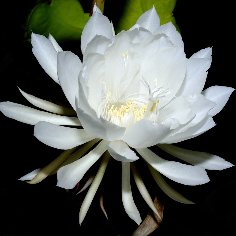 Blooming Epiphyllum Orchid Cactus