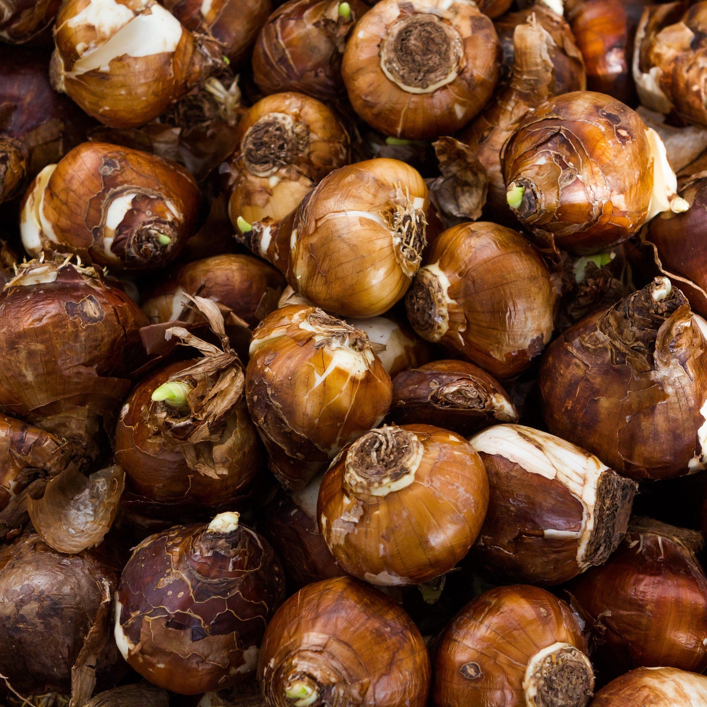 Narcissus - Paperwhite Wintersun (17+ cm)