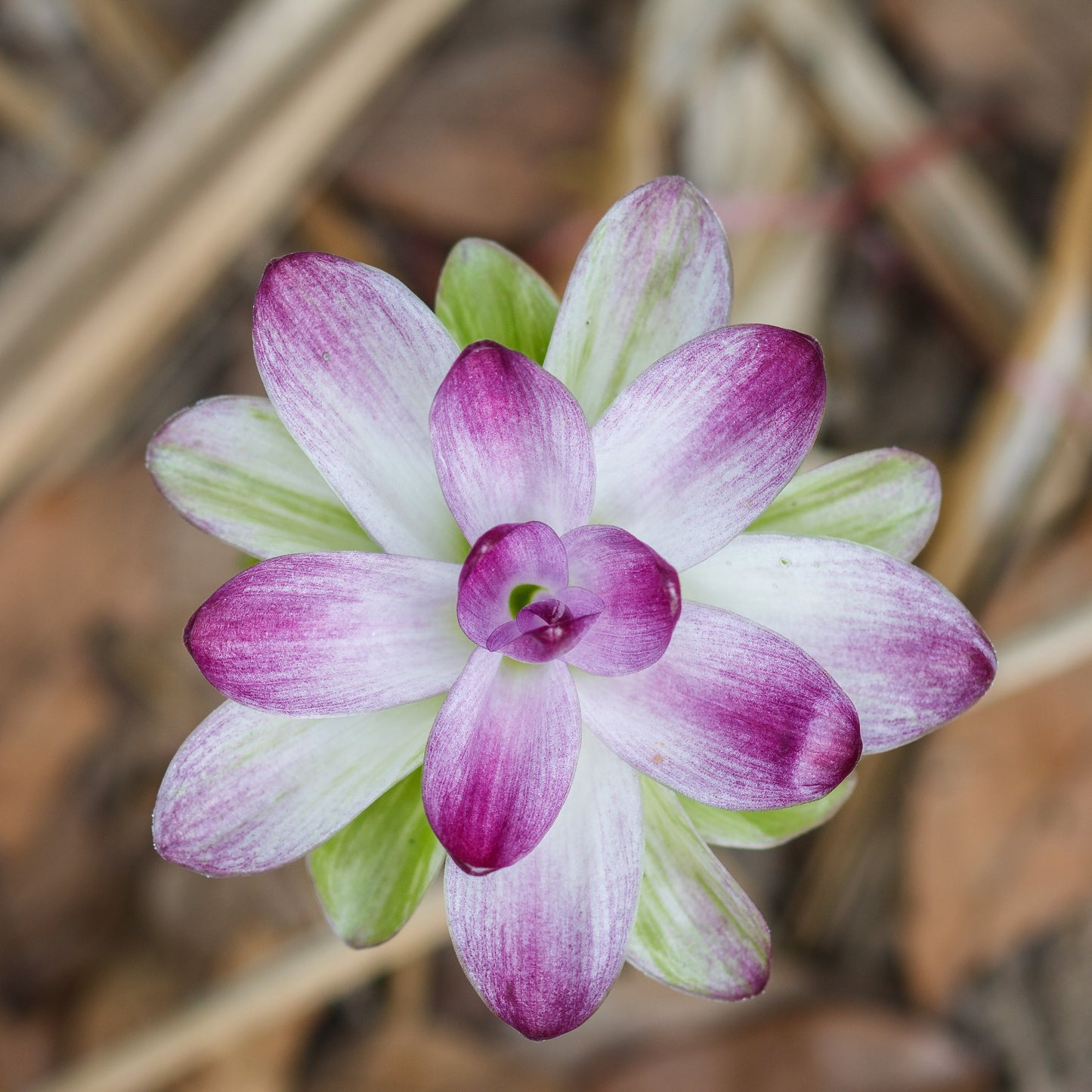 Purple Tipped Bloom of the "Indian Surprise" Ginger