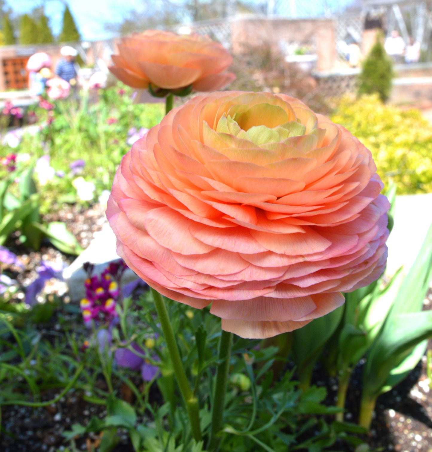 Salmon Ranunculus Flower