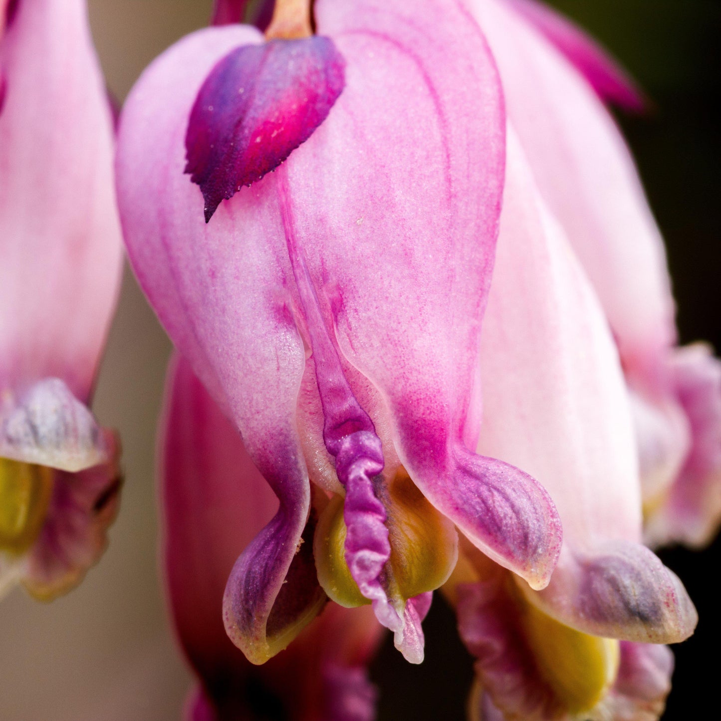 Pink bleeding heart flower