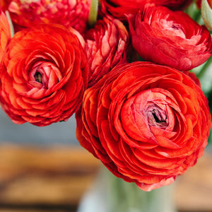 Red Ranunculus in Vase