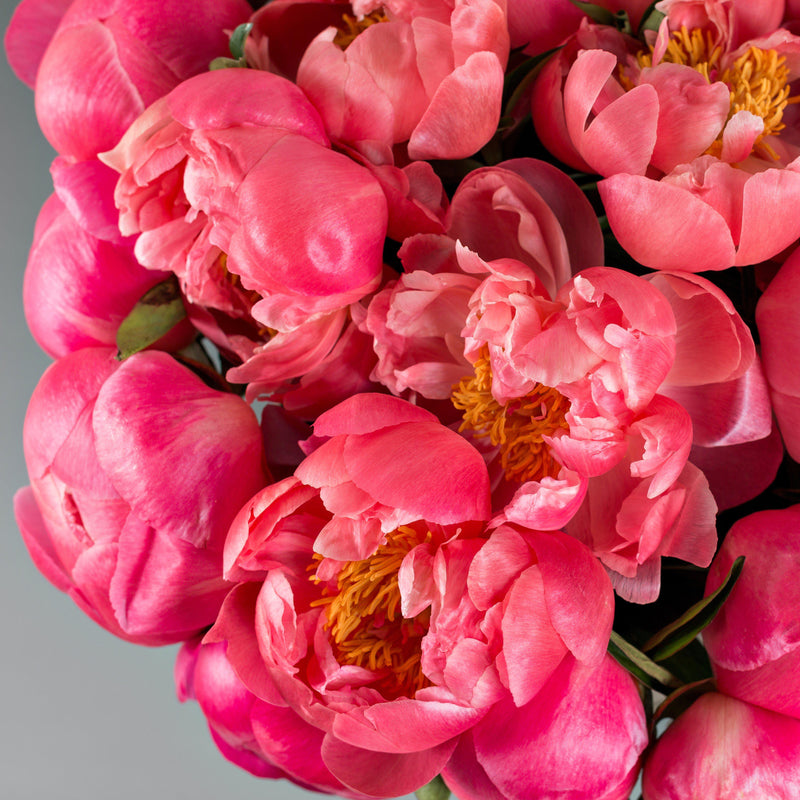  Peony Coral Charm (Fragrant) flowers in a vase