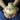 Huge Amaryllis Bulb