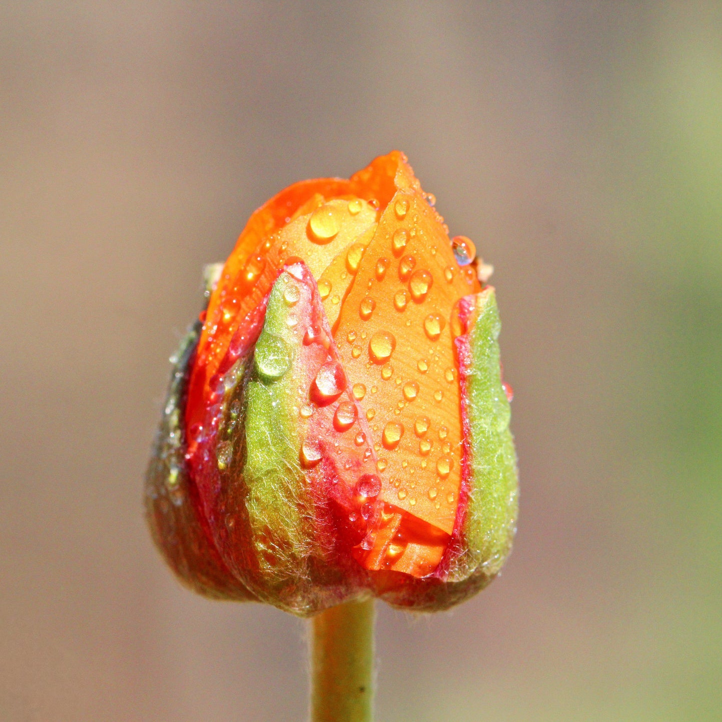 Ranunculus Bud