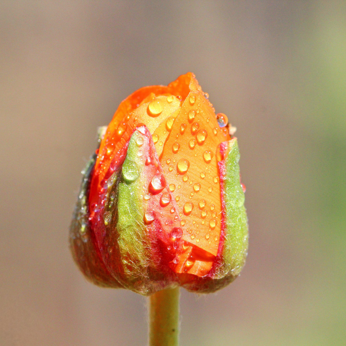 Ranunculus Bud