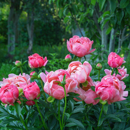 Group of Peony Coral Charm (Fragrant) flowers